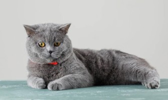 BRITŲ TRUMPAPLAUKIAI