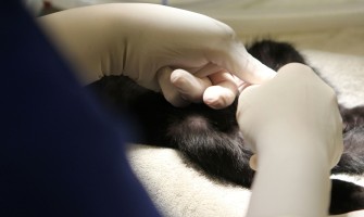 Kačių sterilizacija: atsakingas žingsnis į sveikesnį augintinio gyvenimą