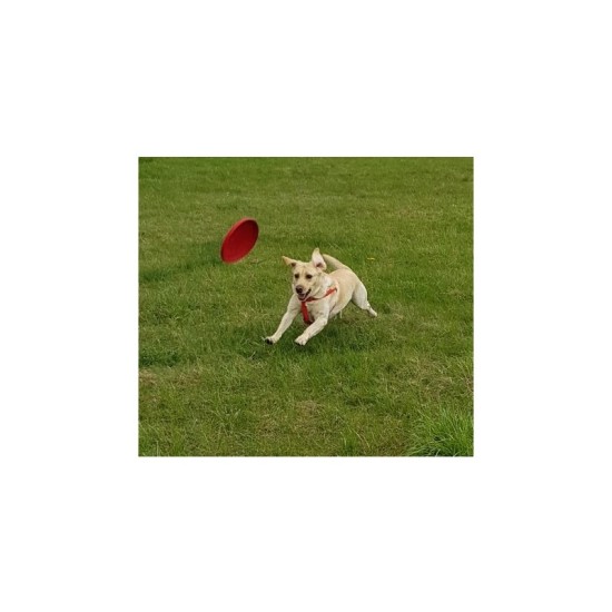 KONG Extreme Flyer Red Frisbee L skraidantis diskas