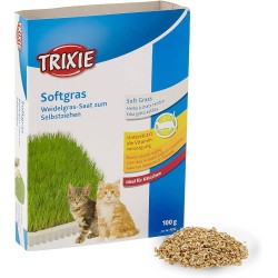 Natūrali žolė katėms indelyje