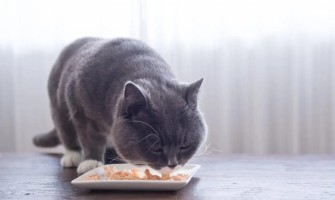 Britų trumpaplaukių mityba