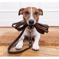 Aukščiausia kokybė