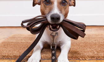 Chondroitinas ir Gliukozaminas Šunims: Svarbūs Sąnarių Sveikatai