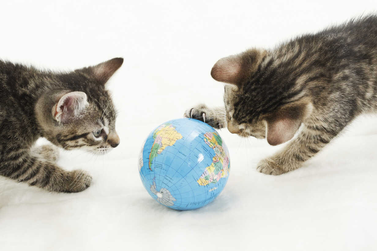 kitten-funny-hidden