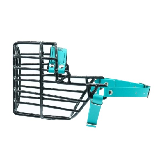 Antsnukis juodas/Biotanas kokerspanielis foksterjeras - kalytė