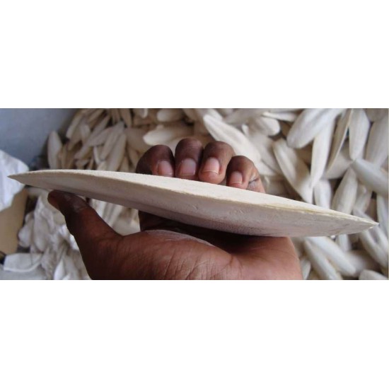 Sepija kaulas dideliems apie 15 cm (15 vnt.) Sepija kaulas dideliems apie 15 cm (15 vnt.)