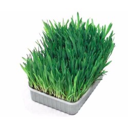 Žolė katėms Nobby 100 g