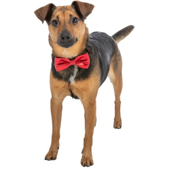 Trixie Varlytė. Kalėdinis aksesuaras šuniui 10cm